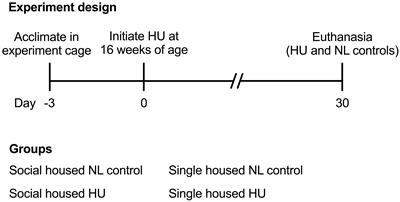 Influence of Social Isolation During Prolonged Simulated Weightlessness by Hindlimb Unloading